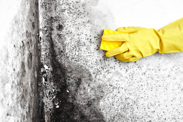 Office Mold Removal Services in Pine Knot, KY