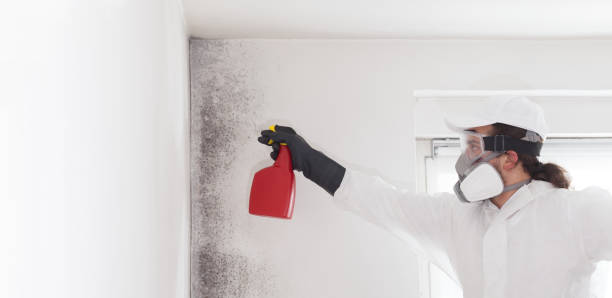 Best Black Mold Removal  in Pine Knot, KY