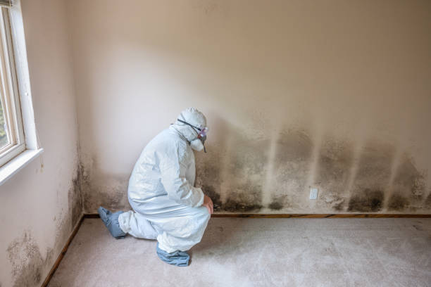 Best Mold Testing  in Pine Knot, KY