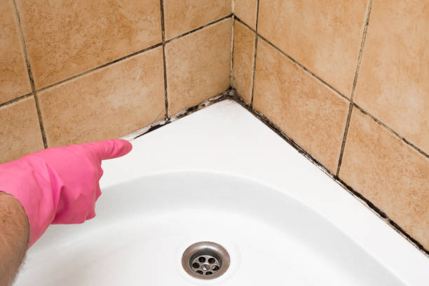 Best Commercial Mold Removal  in Pine Knot, KY