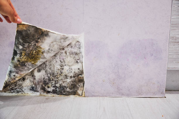 Mold Removal and Inspection in Pine Knot, KY